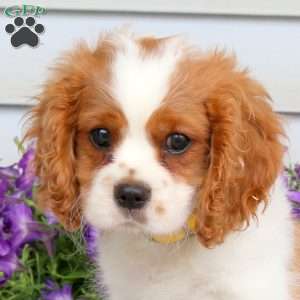 Russo, Cavalier King Charles Spaniel Puppy