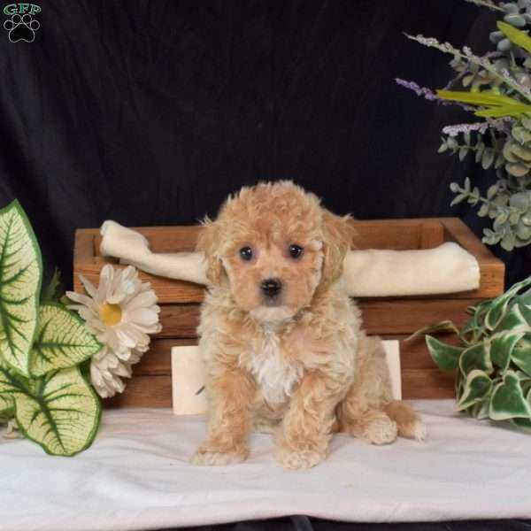 Rusty, Bich-Poo Puppy