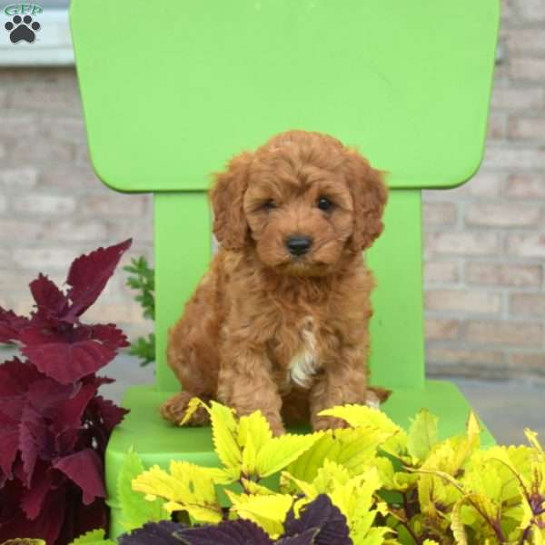 Rusty, Cavapoo Puppy