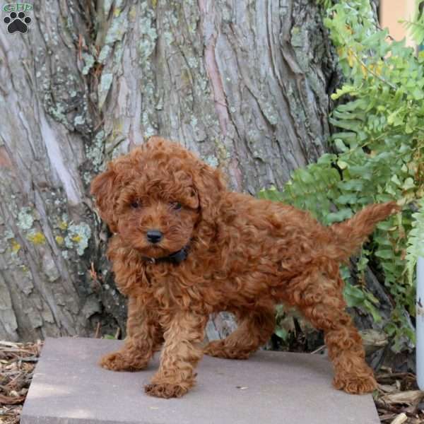 Rusty, Miniature Poodle Puppy