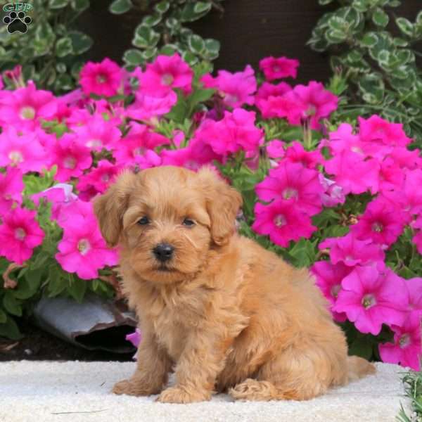Rusty, Havapoo Puppy