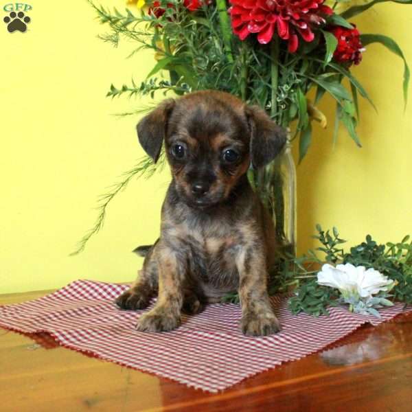 Rusty, Toy Poodle Mix Puppy