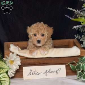 Rusty, Bich-Poo Puppy