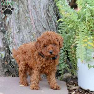 Rusty, Miniature Poodle Puppy