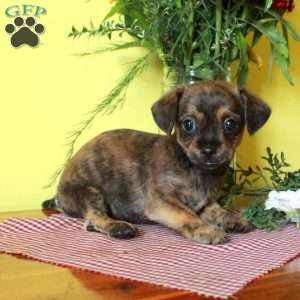 Rusty, Toy Poodle Mix Puppy
