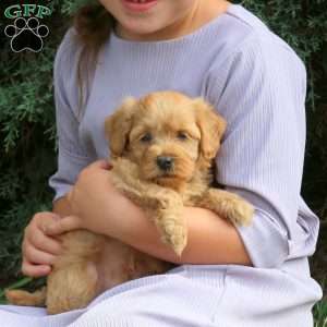 Rusty, Havapoo Puppy