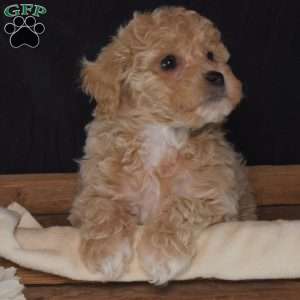 Rusty, Bich-Poo Puppy