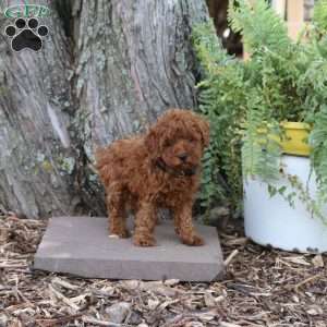 Rusty, Miniature Poodle Puppy