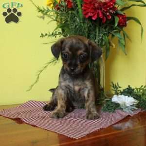 Rusty, Toy Poodle Mix Puppy