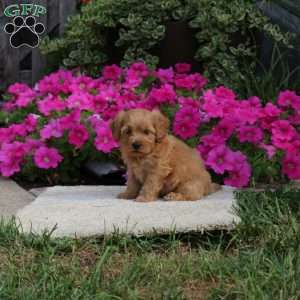 Rusty, Havapoo Puppy