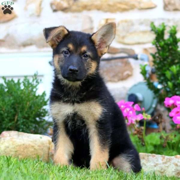 Ruth, German Shepherd Puppy
