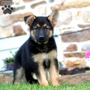 Ruth, German Shepherd Puppy
