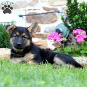 Ruth, German Shepherd Puppy