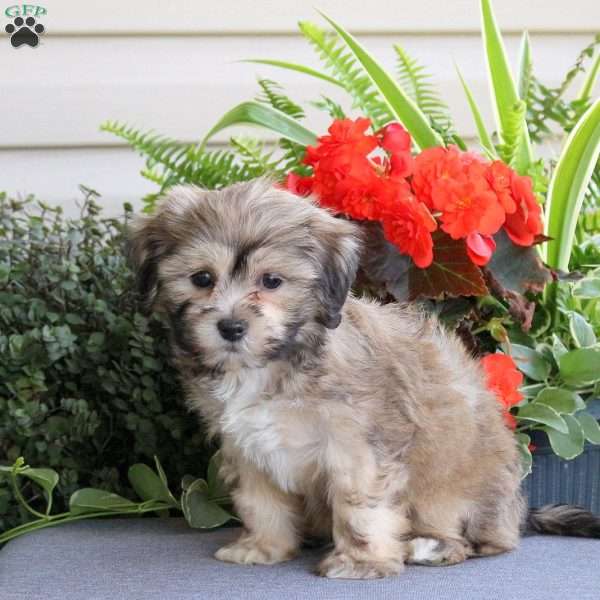 Ryan, Teddy Bear Puppy