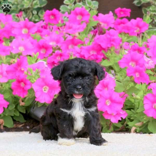 Ryan, Havapoo Puppy