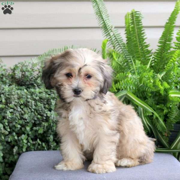 Ryan, Teddy Bear Puppy