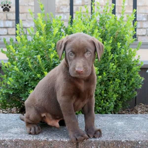 Ryan, Chocolate Labrador Retriever Puppy