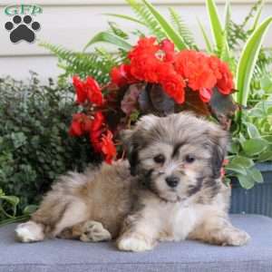 Ryan, Teddy Bear Puppy