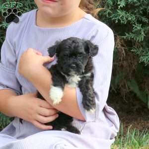Ryan, Havapoo Puppy