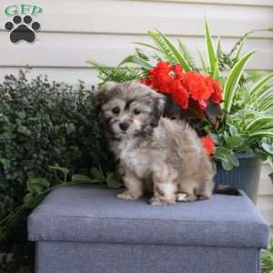 Ryan, Teddy Bear Puppy
