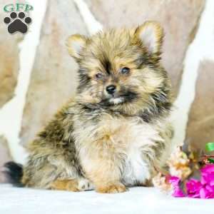 Galen, Yorkie Pom Puppy