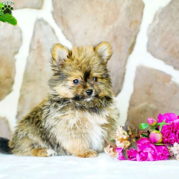 Galen, Yorkie Pom Puppy