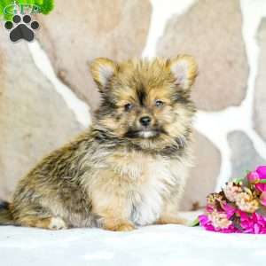 Galen, Yorkie Pom Puppy