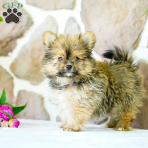Galen, Yorkie Pom Puppy
