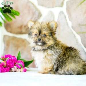 Galen, Yorkie Pom Puppy