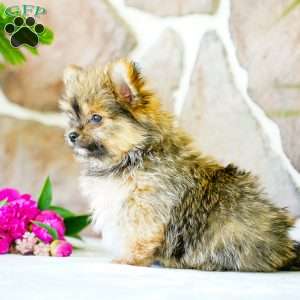 Galen, Yorkie Pom Puppy