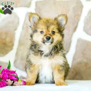 Glenda, Yorkie Pom Puppy