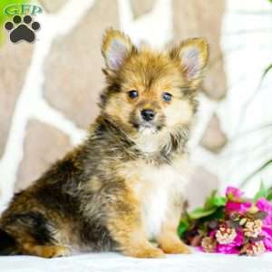 Glenda, Yorkie Pom Puppy
