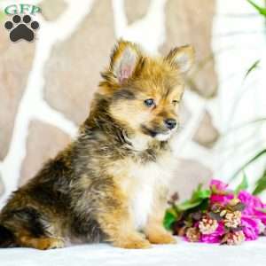 Glenda, Yorkie Pom Puppy