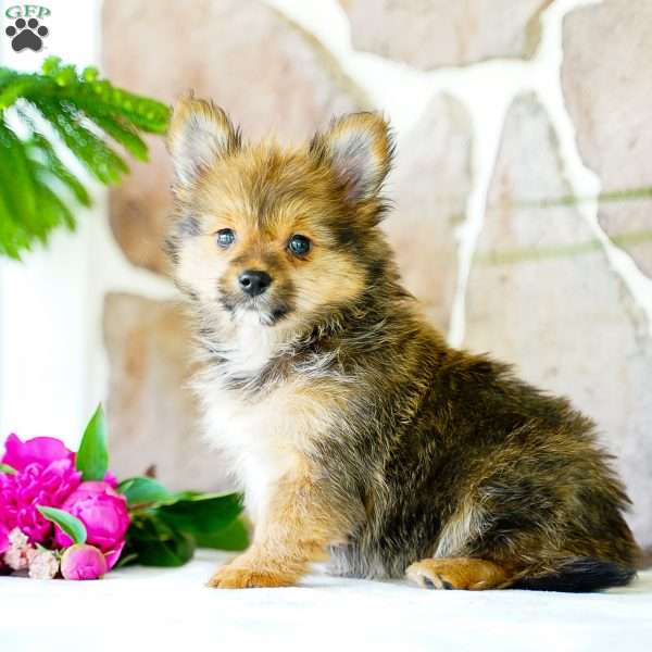 Glenda, Yorkie Pom Puppy