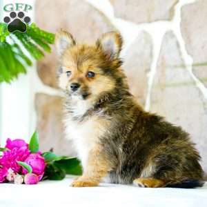 Glenda, Yorkie Pom Puppy