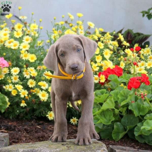 Sabrina, Silver Labrador Retriever Puppy