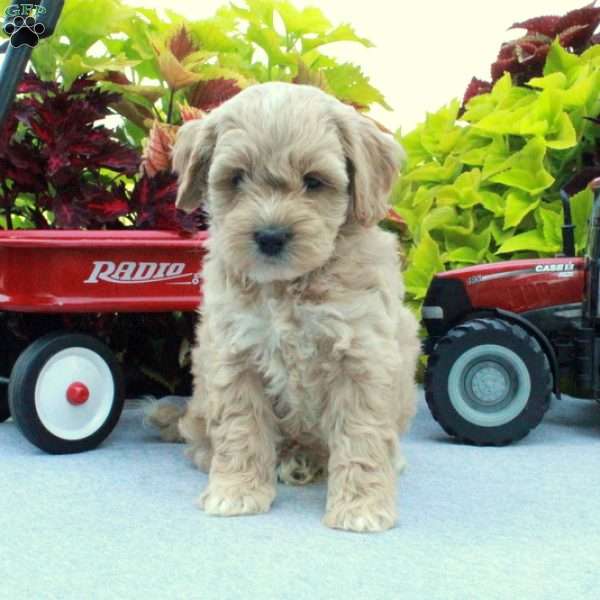 Sabrina, Cockapoo Puppy