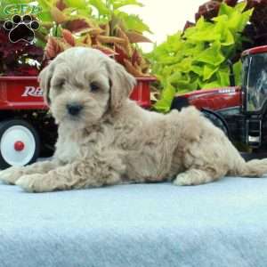 Sabrina, Cockapoo Puppy