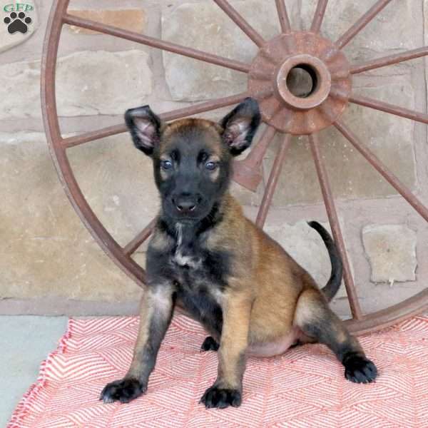 Sadie, Belgian Malinois Puppy