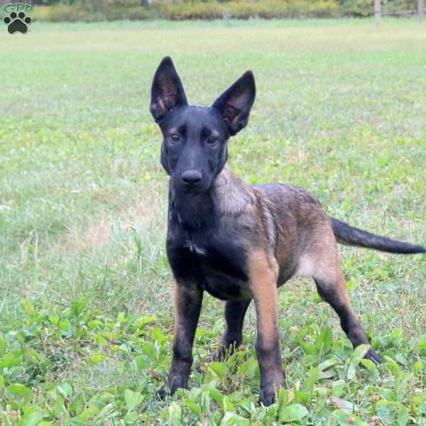 Sadie, Belgian Malinois Puppy