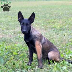 Sadie, Belgian Malinois Puppy