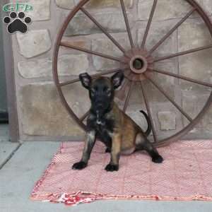 Sadie, Belgian Malinois Puppy