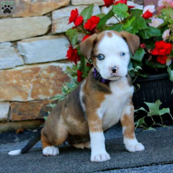 Sadie, Boxer Mix Puppy