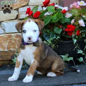 Sadie, Boxer Mix Puppy