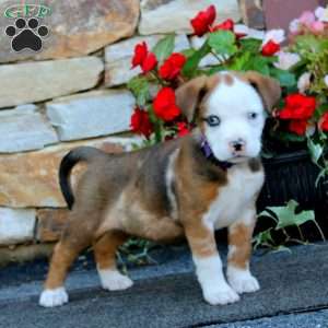 Sadie, Boxer Mix Puppy