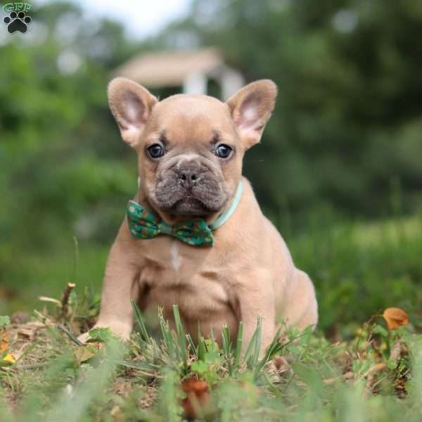 Saffron, French Bulldog Puppy