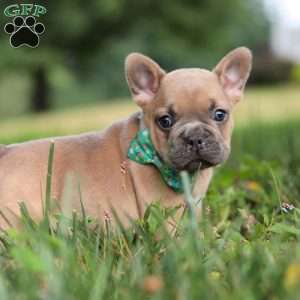 Saffron, French Bulldog Puppy