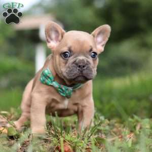 Saffron, French Bulldog Puppy