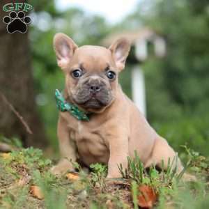 Saffron, French Bulldog Puppy