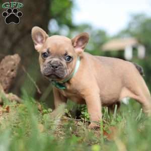 Saffron, French Bulldog Puppy